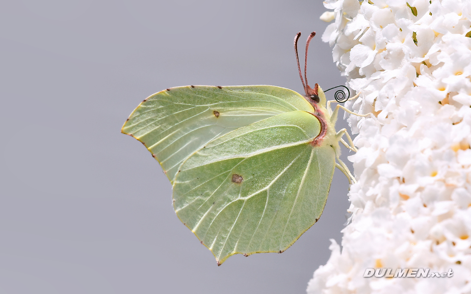 Common brimstone (Gonepteryx rhamni)